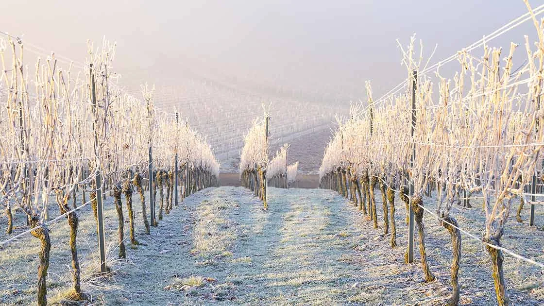 Як правильно укривати коріння винограду – три перевірені способи