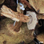 Дорожчі за м'ясо: скільки коштують сушені гриби на ринку у Луцьку?