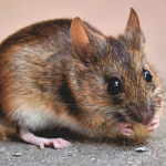 Миші взимку лізуть у дім: прості кроки, які врятують кухню і комору