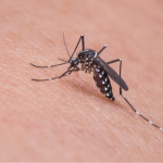 На Волині з ноги чоловіка дістали 15-сантиметрового паразита