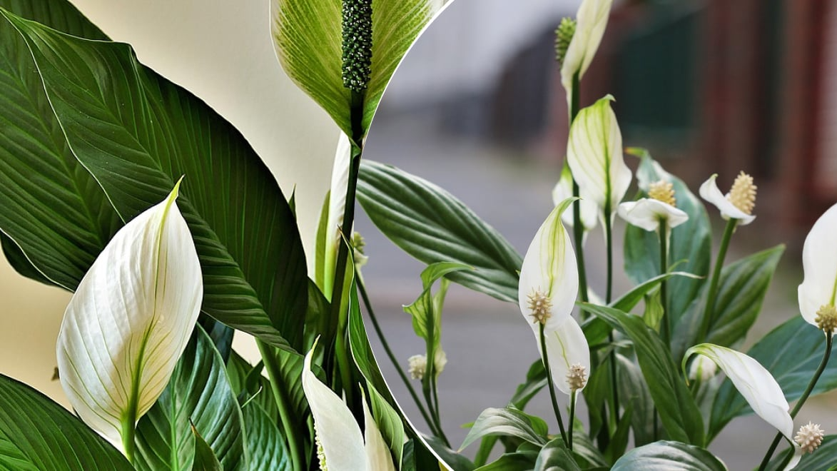 Догляд за спатифілумом