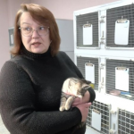 Як у Луцьку на підприємстві «Ласка» стерилізують і вакцинують тварин