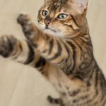 Породи кішок, поруч з якими дуже важко жити