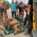 Троє ведмедів з Луцького зоопарку переїхали до Молдови