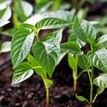 Коли сіяти перець на розсаду у січні та лютому 2026 року за місячним календарем