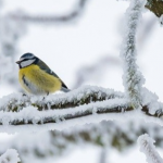 Якою буде погода в лютому: прогноз синоптика з Волині