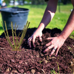 Весняний догляд за трояндами: що зробити і чим обробити