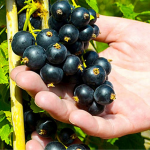 підживлення смородини