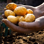 Ці сорти картоплі краще не садити у 2026 році: врожаю не буде