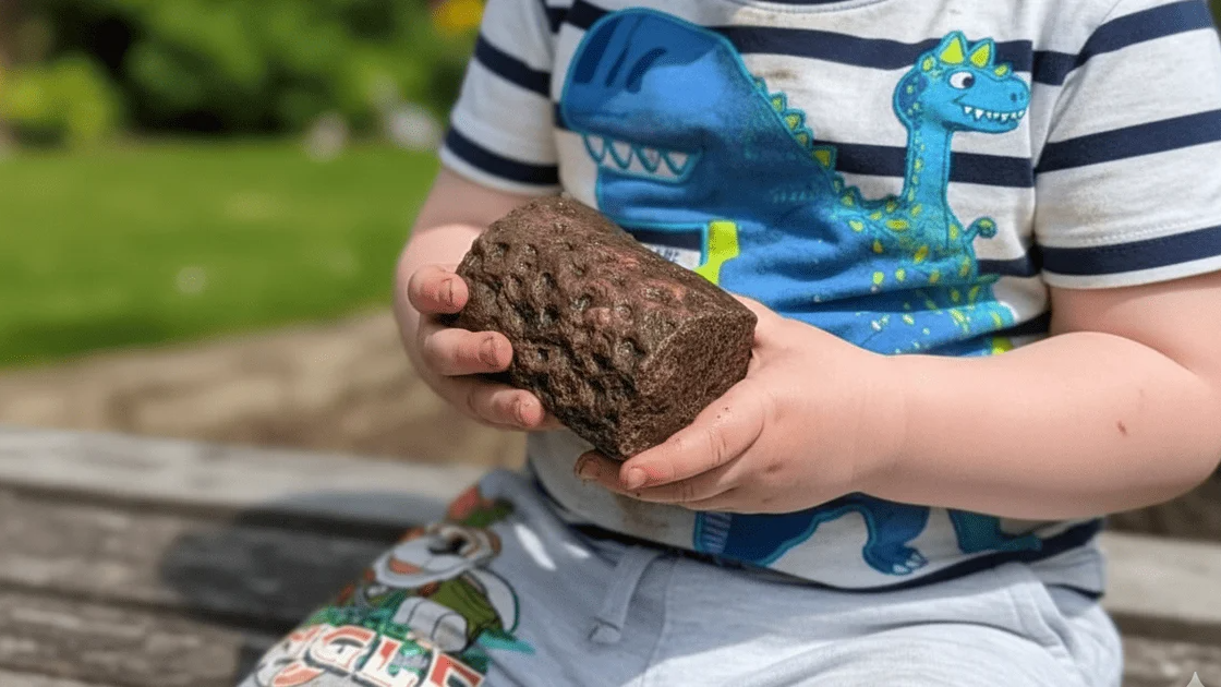 Хлопчик знайшов дивний «камінь», який виявився коренем дерева віком 300 млн років