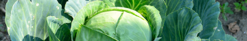 Головки будуть малими та червивими: що не варто садити біля капусти