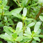 Як навесні позбутися портулаку на грядках: зробіть це негайно