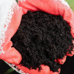 Чим знезаразити ґрунт на грядках навесні: перевірені способи