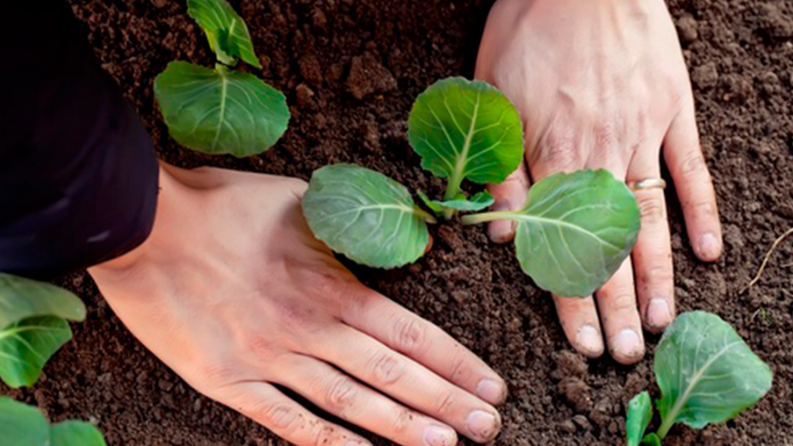 Що посадити біля капусти, щоб вона росла міцною і смачною