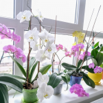Ніколи не підживлюйте цим орхідею: вазон втратить усі квіти