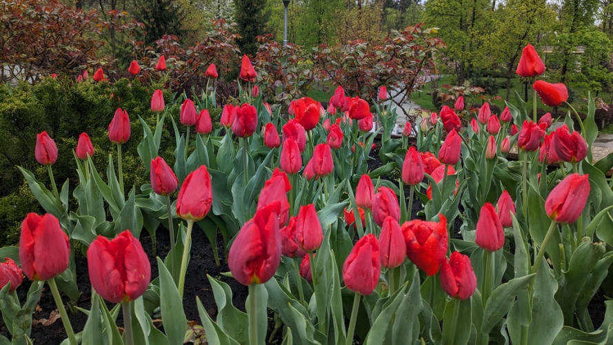 чому тюльпани в'януть