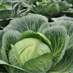 Пролежить усі 365 днів: де зберігати капусту, якщо нема льоху