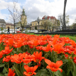 цвітіння тюльпанів, Львів