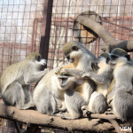 Найважчий сезон за всю історію існування: як Луцький зоопарк оговтується від холодів