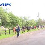 «Виживаємо»: як змінюється сільське життя на волинському Поліссі
