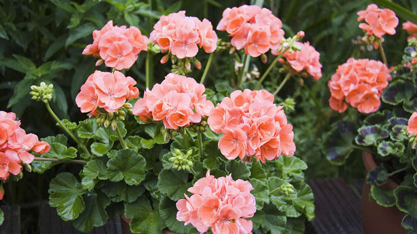 2 таблетки під корінь — і пеларгонія оживе: чим підживити калачики восени