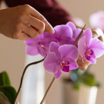 Як змусити орхідею цвісти взимку: просте натуральне підживлення