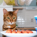 Список продуктів, які можуть нашкодити здоров’ю домашнього улюбленця: чим не можна годувати котів