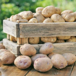 Посадиш до кінця квітня — їстимеш уже в червні: найкращі сорти ранньої картоплі