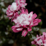 На Волинь йдуть заморозки: якою буде погода протягом робочого тижня?