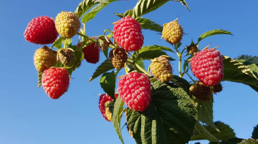 Коли обробляти смородину, малину й полуницю на Волині: рекомендації аграріїв