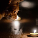 На Волині 27 січня вимикатимуть світло. Графік