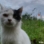 Що і коли садити на Волині: покроковий календар весняних робіт