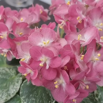 Фіалки не цвітуть? Спробуйте простий настій із бананових шкірок