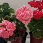 Не цвітне пеларгонія: чим підживити рослину, щоб вона розквітла взимку