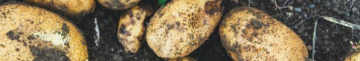 Чим обробити картоплю перед садінням: простий розчин для кращого врожаю
