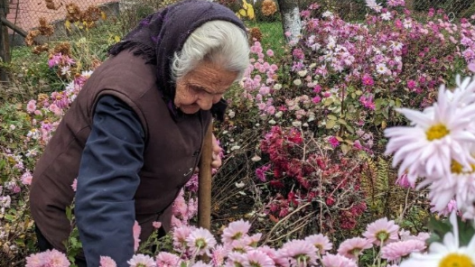 93-річна волинянка веде господарство та вирощує хризантеми