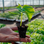 три способи знезаразити ґрунт перед посадкою