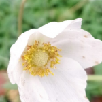 На Волині в листопаді розквітла весняна квітка