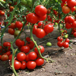 розсада помідорів, сорти помідорів