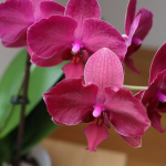 Простий домашній засіб, який змусить орхідею знову цвісти