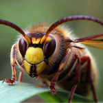 Шершні в саду: які рослини притягують, а які відлякують небезпечних комах