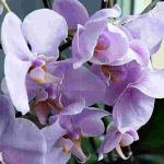 Рецепт домашнього добрива для орхідей