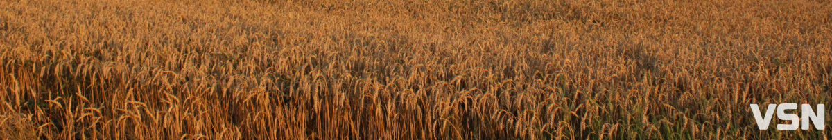 Що сіяти на Волині: найприбутковіші культури 2026 року