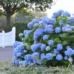 Як укрити гортензію на зиму: не зробіть цих помилок