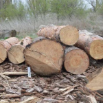 Волинянин нарізав дерев у лісі на понад 60 тисяч гривень, його судили