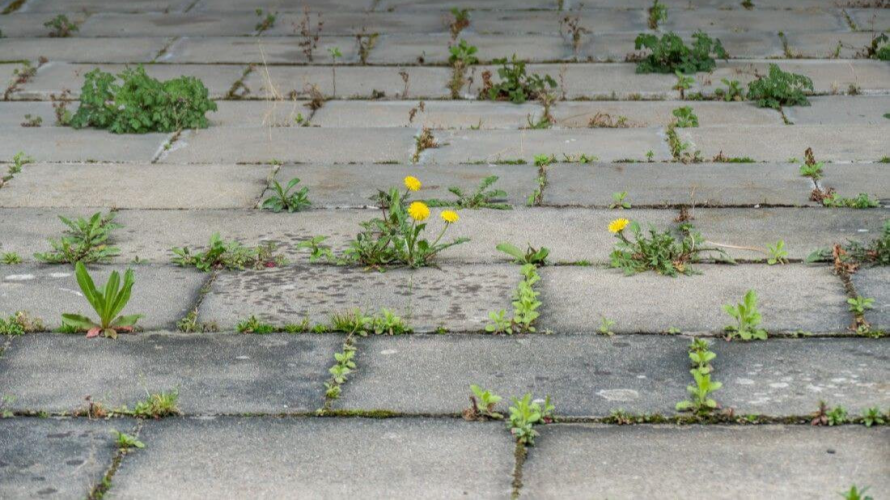 Як позбутися трави між плиткою: 4 ефективні способи