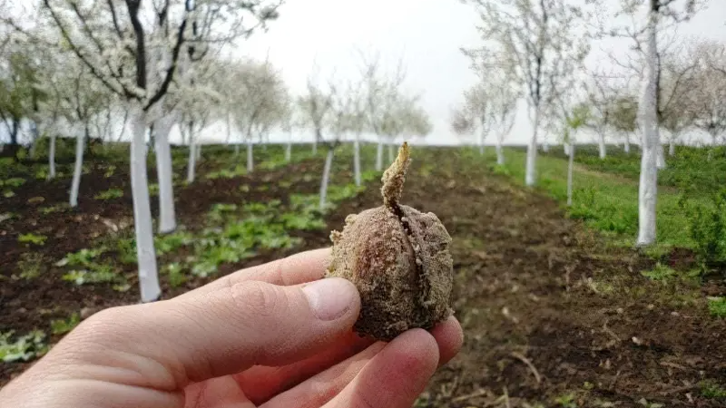 Від горішка до дерева: як виростити волоський горіх самостійно