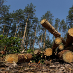 На Волині депутати - проти створення «лісового монстра» та урядової реформи