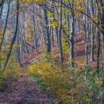 Тіло 16-річного хлопця знайшли біля Львова