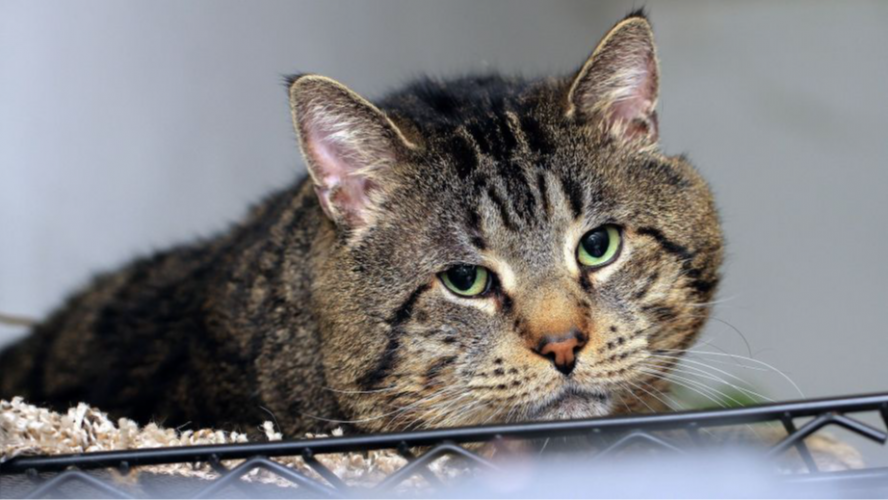 На Волині невідомі жорстоко вбили двох дорослих кішок та маленьке кошеня